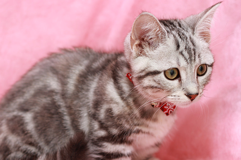 ねこちゃんの病気・描種一覧  滋賀県守山市の守山しっぽ動物病院